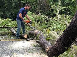 Best Tree Preservation Services  in Cohoes, NY