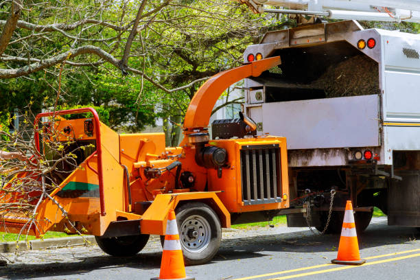 Best Storm Damage Tree Cleanup  in Cohoes, NY