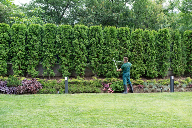 Best Tree Maintenance Programs  in Cohoes, NY