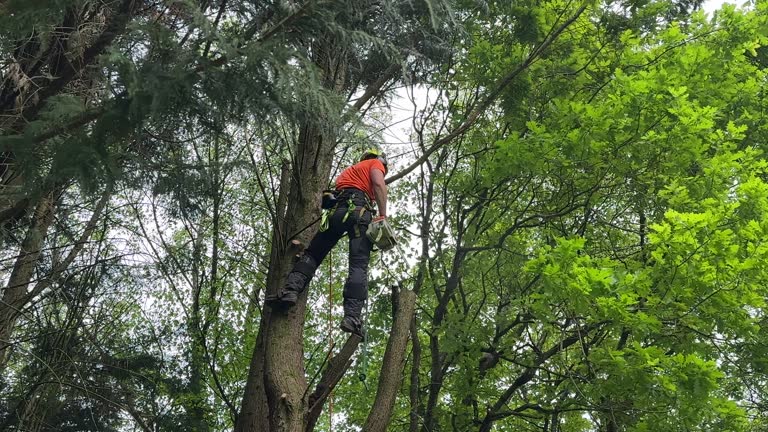 Best Emergency Tree Removal  in Cohoes, NY