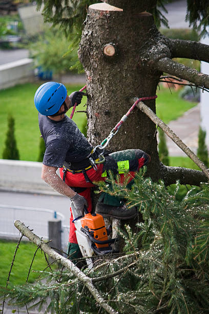 Best Tree Removal  in Cohoes, NY