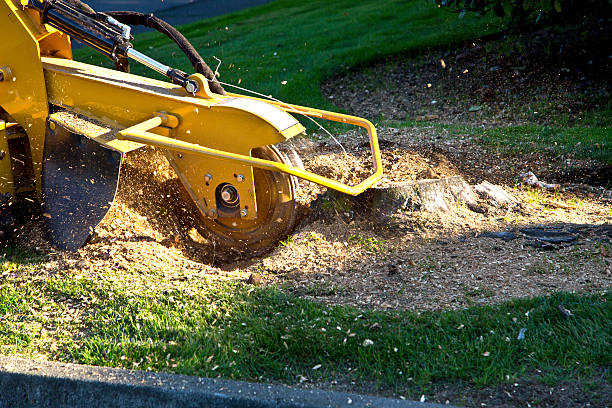 Best Leaf Removal  in Cohoes, NY