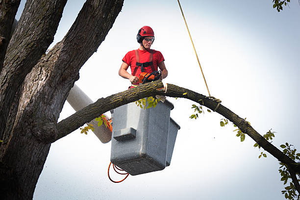 Best Utility Line Clearance  in Cohoes, NY