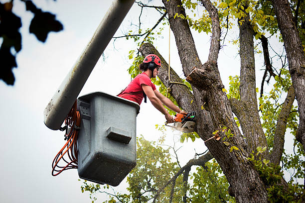 Best Root Management and Removal  in Cohoes, NY