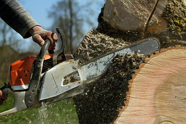 Best Tree Health Inspection  in Cohoes, NY