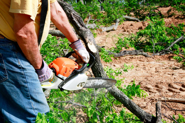 Best Hazardous Tree Removal  in Cohoes, NY